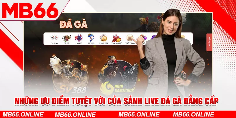 Ưu điểm của sảnh live đá gà đẳng cấp