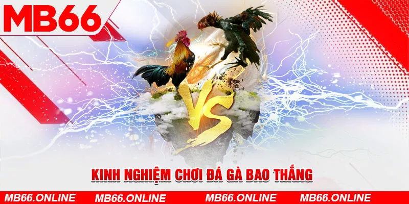 Kinh nghiệm chơi đá gà bao thắng