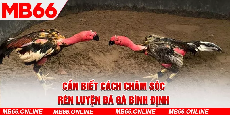 Cần biết cách chăm sóc, rèn luyện gà đá Bình Định