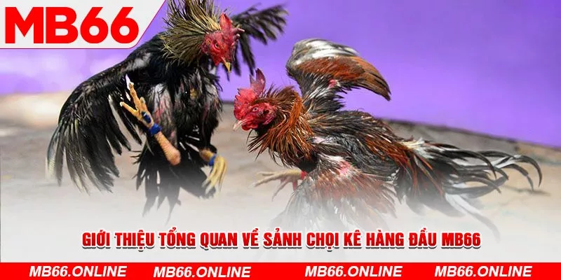 Giới thiệu tổng quan về sảnh chọi kê hàng đầu MB66