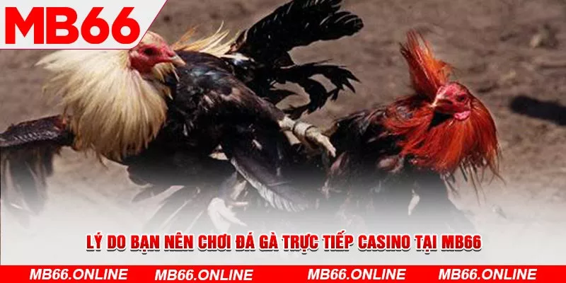 Lý do nên chơi đá gà trực tiếp casino tại MB66