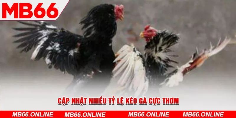  Cập nhật nhiều tỷ lệ kèo gà cực thơm