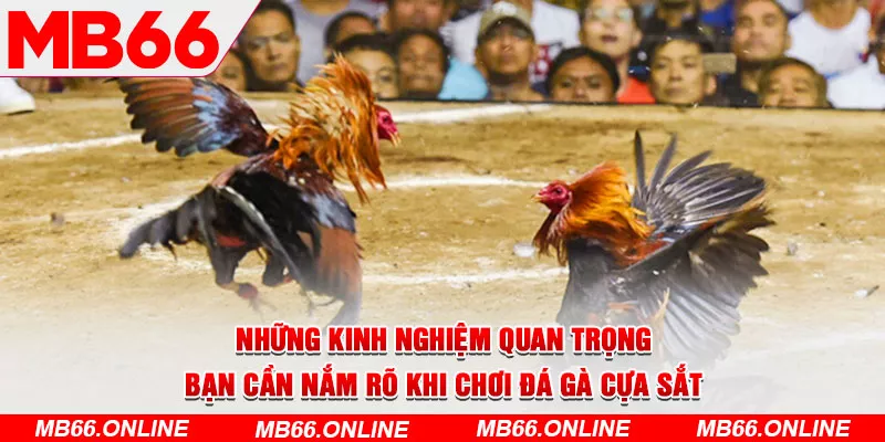 5-nhung-kinh-nghiem-quan-trong-ban-can-nam-ro-khi-choi-da-ga-cua-sat